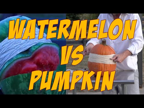 watermelon vs pumpkin