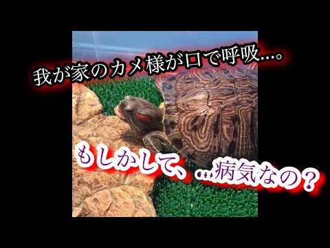 開口呼吸を繰り返して元気が無かった我が家のカメ様 今では 19年7月10日公開 Youtube