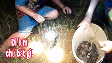 Ra ruộng bắt cá rô cá lóc lên bờ khi trời đang mưa - Những video triệu view | Bông lúa Miền Tây