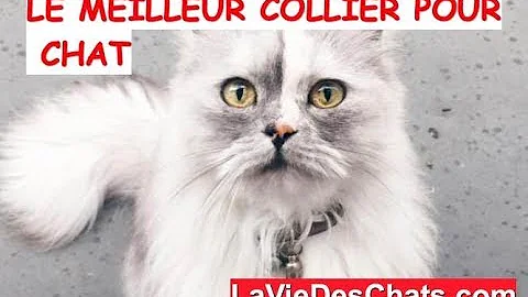 Est Il Dangereux De Mettre Un Collier A Son Chat Est Il Dangereux De Mettre Un Collier A Son Chat