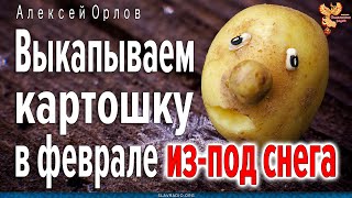 Выкапываем картошку в феврале из-под снега. Алексей Орлов