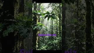 Rainforest Rain shower #RainforestRain #TropicalRainforest
