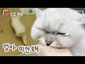 cctv보고 오열ㅠㅠ 응가 실수하고 혼자 치우려는 고양이 [후지마비 애동이]