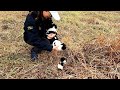 Rescue 3 puppies at a dangerous highway interchange