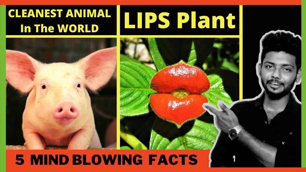 PIGS Are #CleanestAnimals In The World | #LipsPlant  Parents Mailed  Kids | #ARFactsClub - YouTube