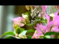 足立区生物園のチョウ の動画、YouTube動画。