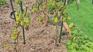 Under Planting My Brassica Seedlings by Ange's Garden 80 views 1 month ago 3 minutes, 27 seconds