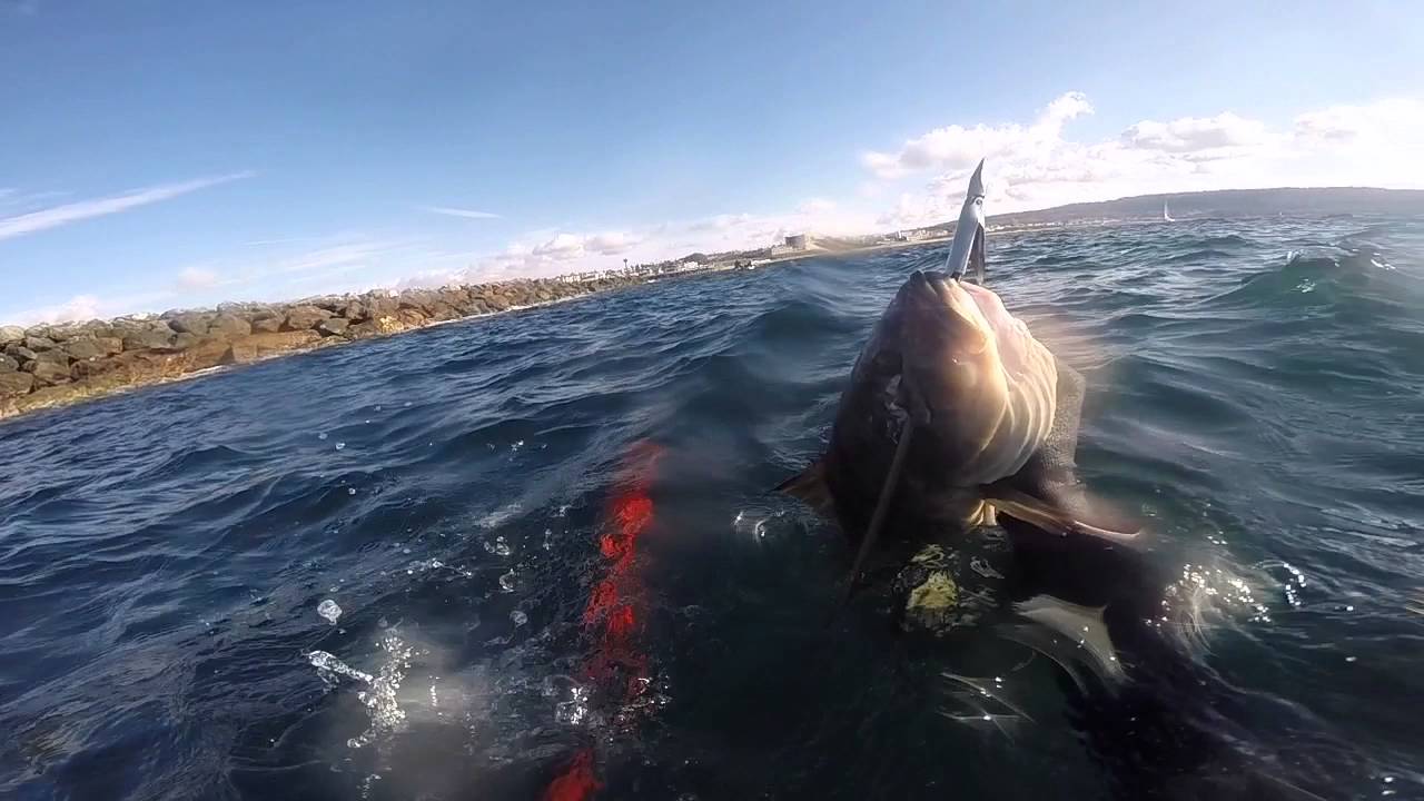 Spearfishing Southern California YouTube