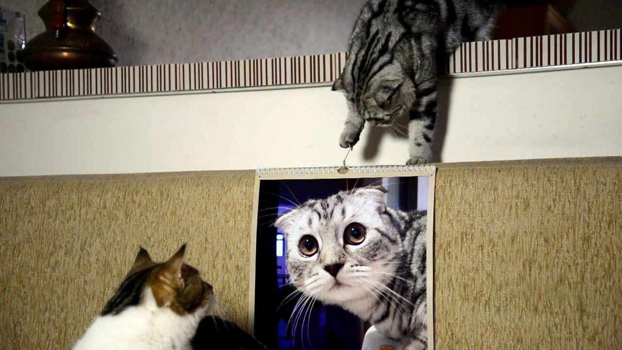 funny cats sleeping in weird positions compilation 2014 funnyplox Funny Cat thrown off a calendar.