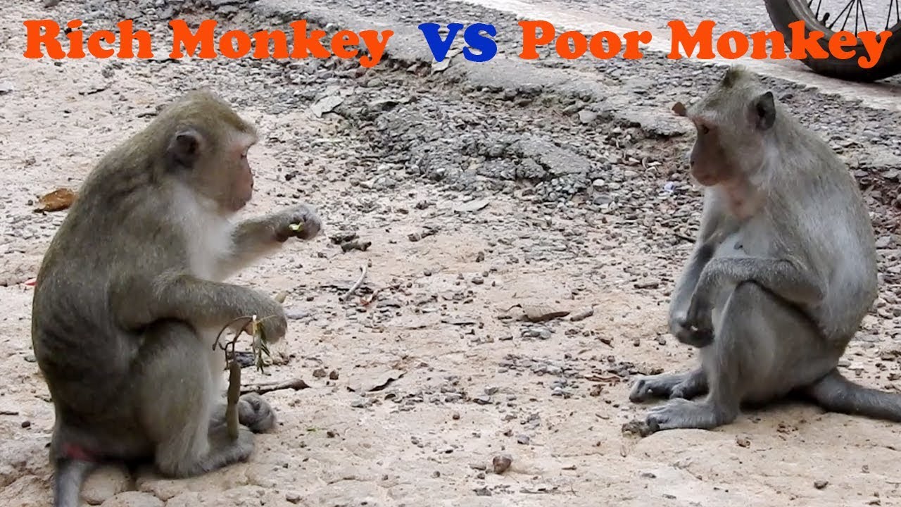 Poor Monkey : r/memes