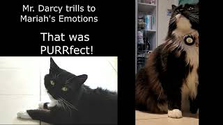 Mr. Darcy attempting to whistle like Mariah Carey - Mr. Darcy, tuxedo cat by Cat Diary - just sharing days of being a cat 30 views 1 month ago 1 minute, 3 seconds