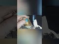 FCU troubleshooting how flush FCU coil