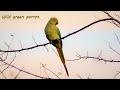 Indian ringneck parrot sounds in nature P6 صوت الببغاء الدرة في الطبيعة