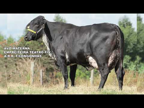 LOTE 62  ANDINA DIESEL FIV F.CONGONHAS 1415CD