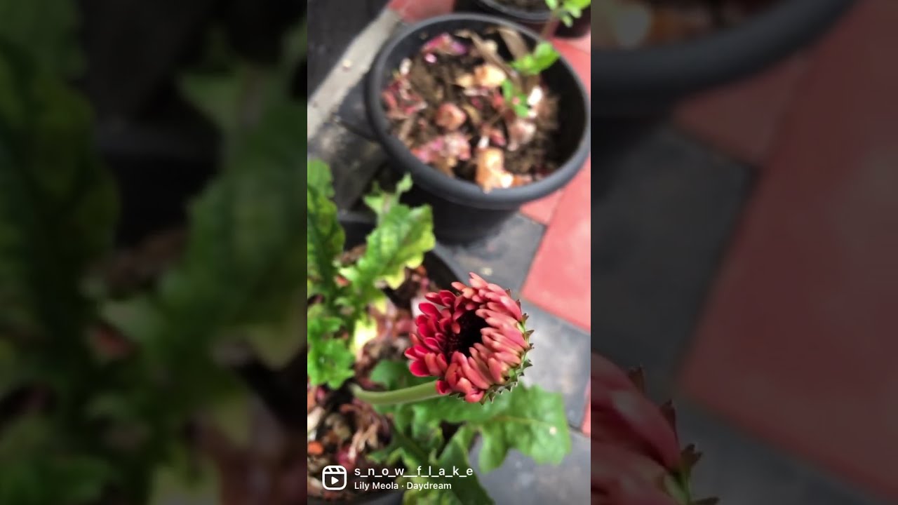 Gerbera Blooming
