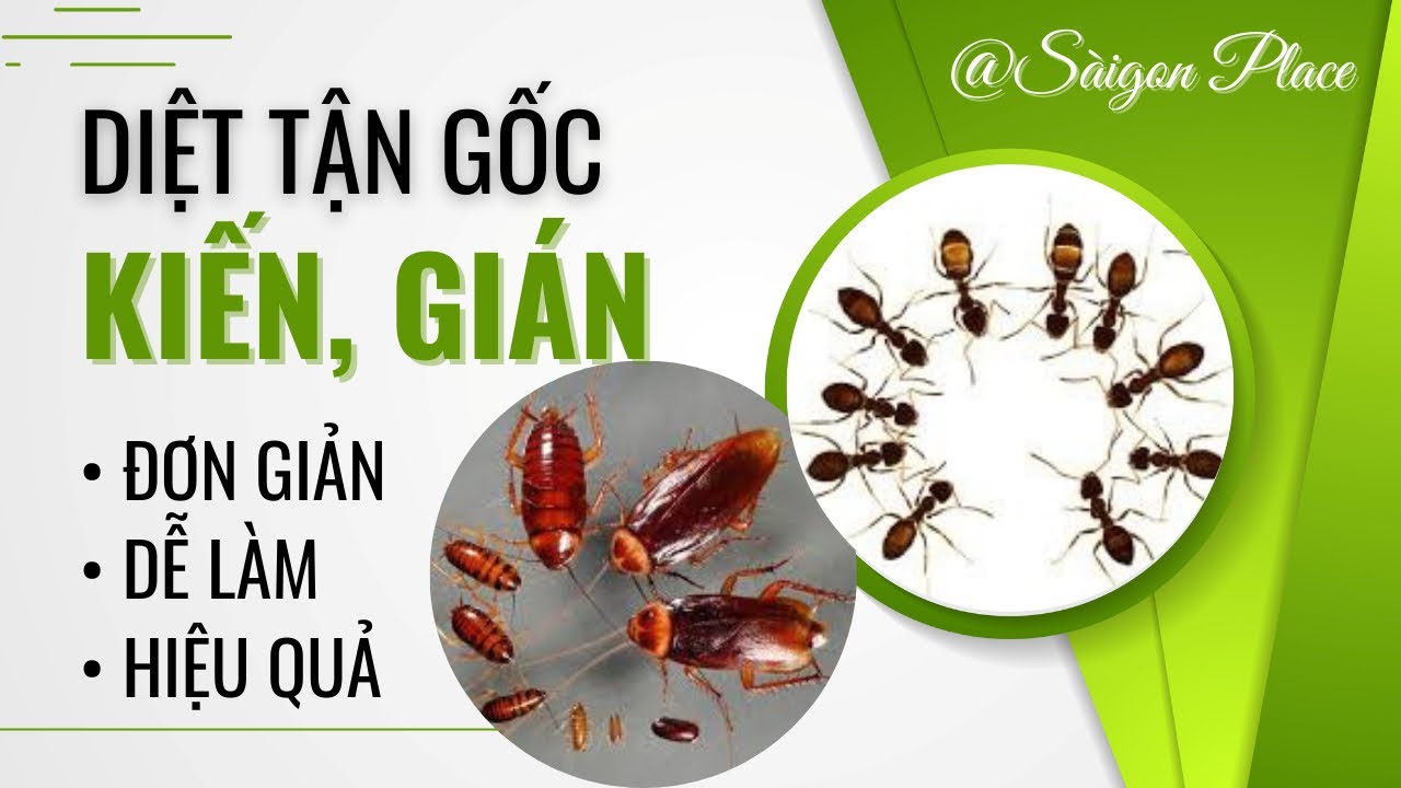 Diệt Kiến - Gián Tận Gốc Trong Nhà Đơn Giản - ai cũng... - youtube