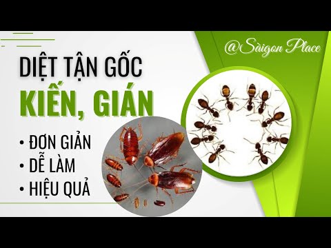 Video Diệt Kiến - Gián Tận Gốc Trong Nhà Đơn Giản - ai cũng... - youtube