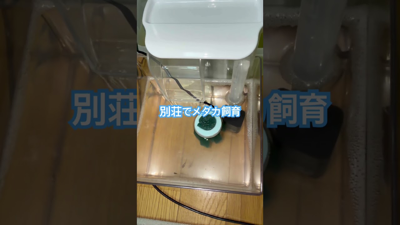 メダカにハマるとお金がめちゃくちゃかかりますwww#shorts #別荘 #セカンドハウス #メダカ #めだか #飼育 #子供 #魚 #可愛い #ハマる #金 #金健光 #金運 #ミジンコ #作り方