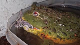 Hamster Irritates Giant Bullfrog - Warning Live Feeding