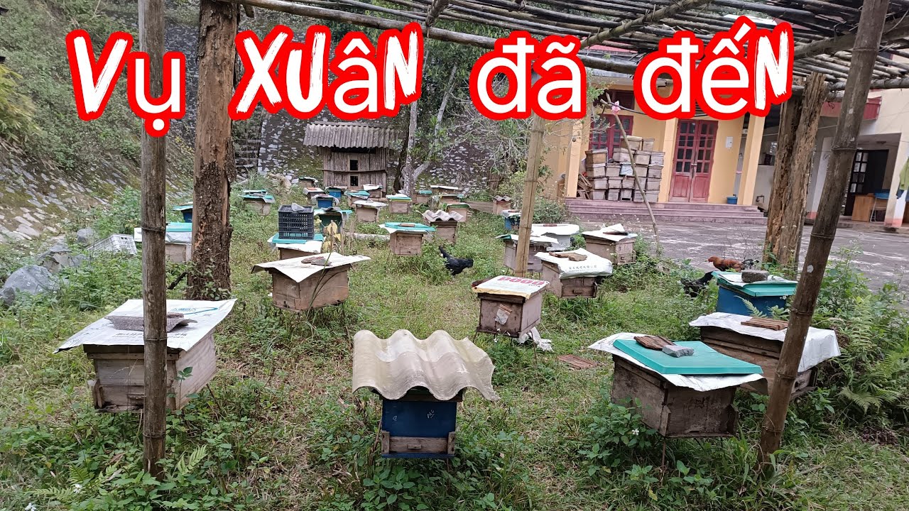 Vụ xuân đã đến cần đẩy mạnh những đàn ong