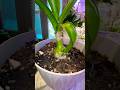 “Pregnant Onion” #onion #plants #succulent #indoorplants #garden #shorts #shortvideo #gaming #how