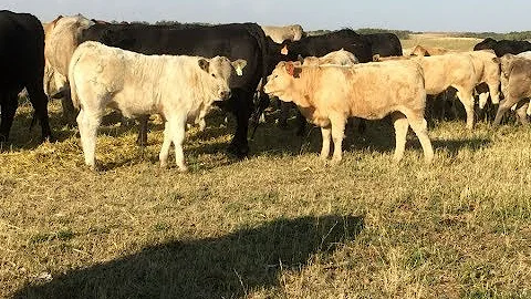Glen Hutton 2017 Char X Calves