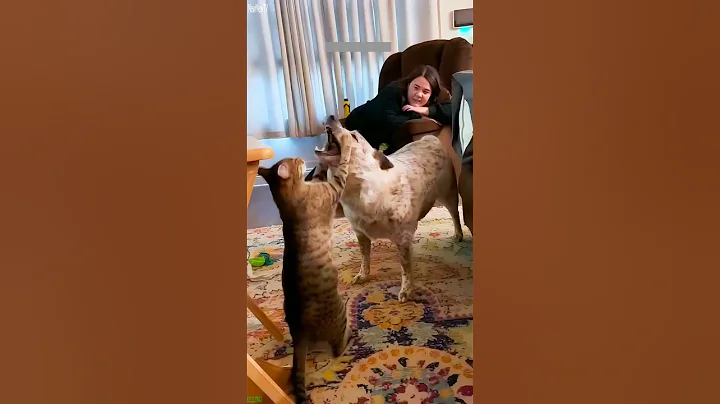 Video 11786531: cats kittens meowing compilation, compilation funny cats talking, funny cats dogs