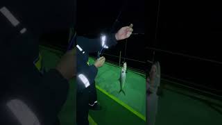 Night Hunter: Shiny Silver Rocket from Guatemala! #shorts #fishing #fish #pesca