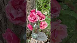 This is Rose ‘Truly scrumptious’ (Smi35-4-02) #gardenerben #rose #garden #rosegarden #gardening