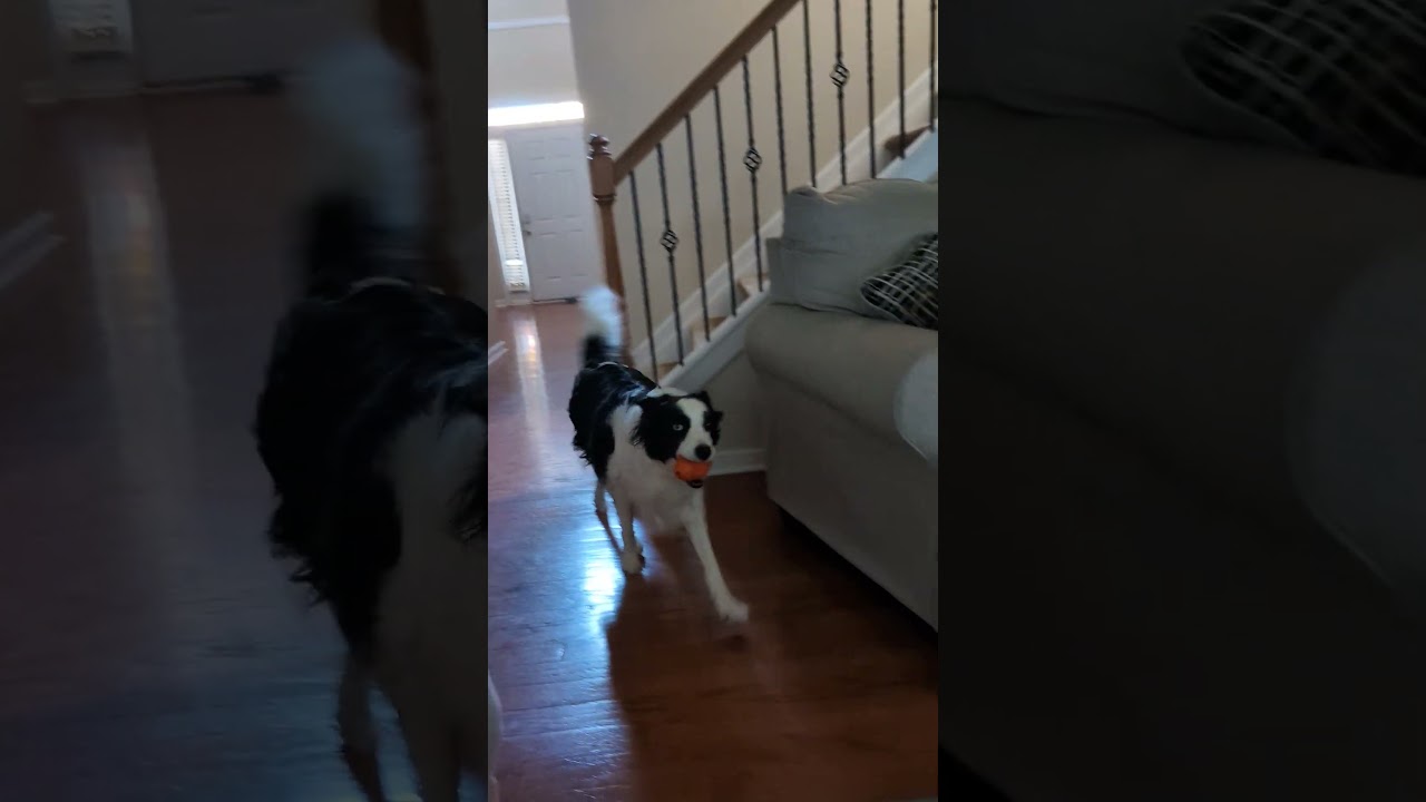 Border Collie Understands too much.  They're so smart.