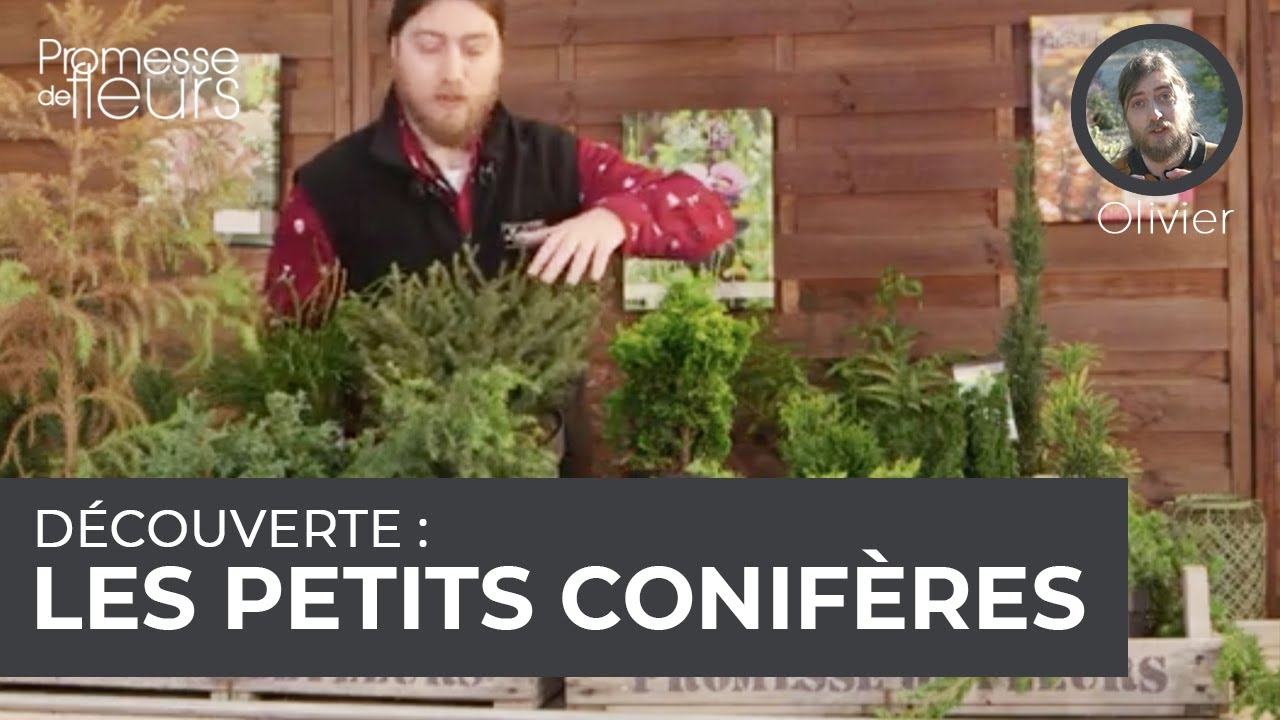 Découverte : les petits conifères