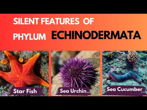 Echinodermata |Characteristic features