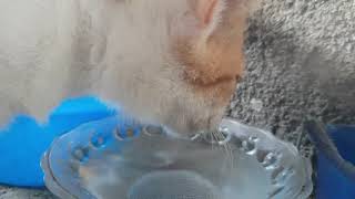 Cat Drink Water - ASMR Sound by Animals Love 1,594 views 5 years ago 1 minute, 31 seconds