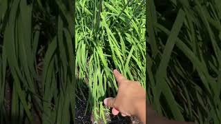 How to Tell the Difference Between Garlic & Onion Chives