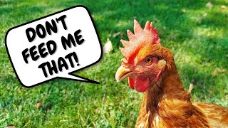 STOP! Don't Feed These To Your Chickens | Garden Waste You Should NOT Feed Your Backyard Chickens Stop Don T Feed That To Your Chickens