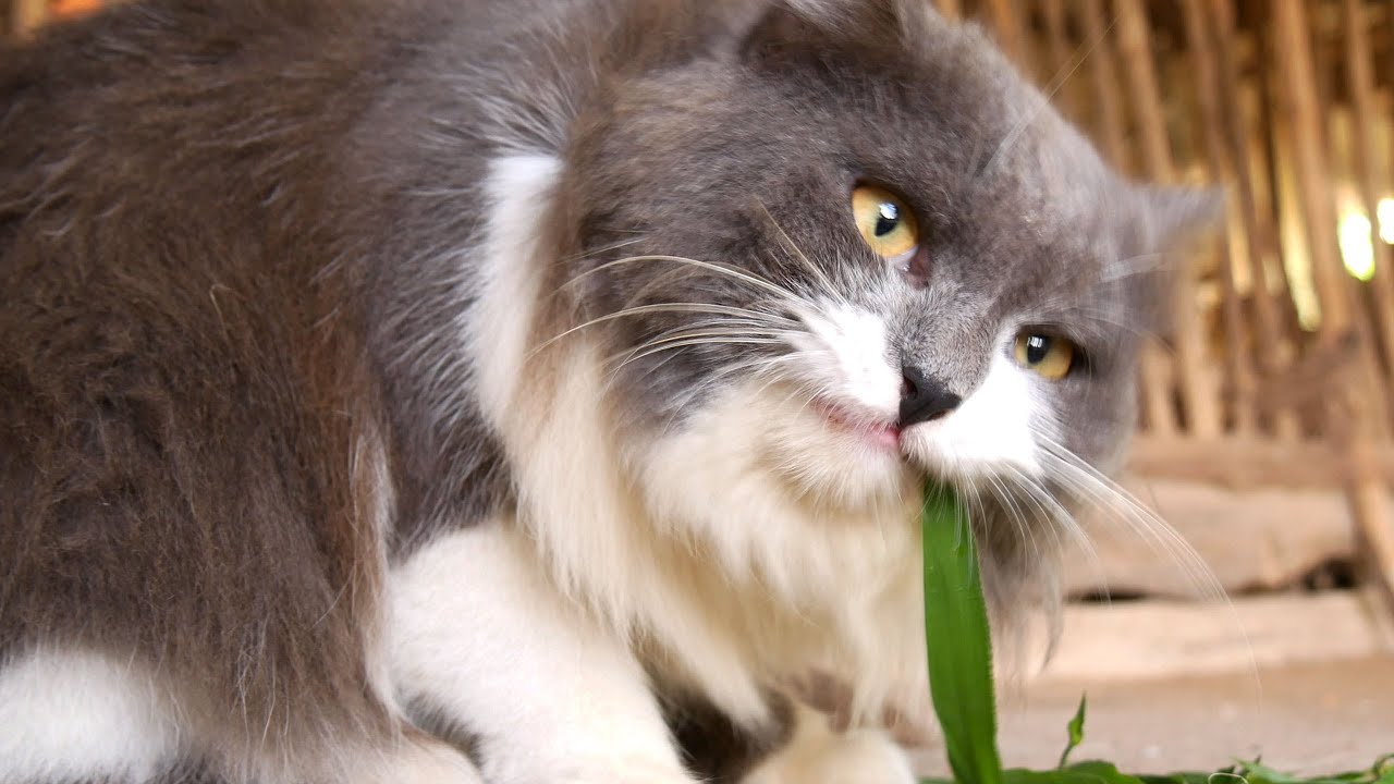 You Won’t Believe How Much My Cat Loves Eating Grass!😻🌿
