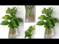 How to grow money plant in water// मनी प्लांट सिर्फ पानी में कैसे उगाए।