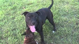 Staffy Brothers, Rudy And Bosco