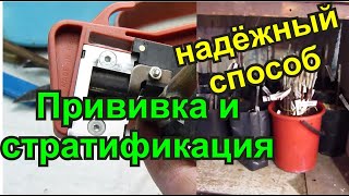 Настольная прививка, стратификация и камера для неё, результаты.