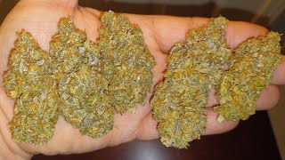 RSV11 Final weight from Terpyz Mutant Genetics Pheno 2. Medical marijuana grow 👀❄️🪴