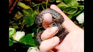 How to Make Your Pet Snake Let Go When Biting