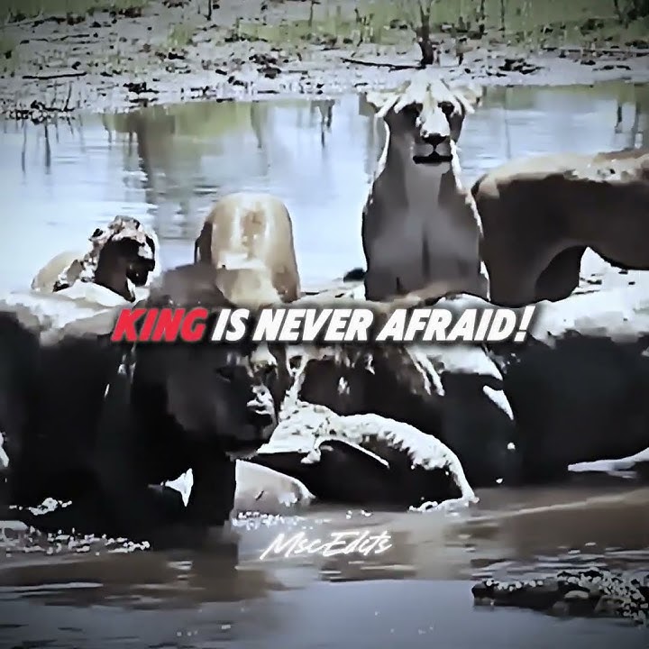 Lion Ego Is Unmatched #animals #lion #edit #ego #trending #shorts