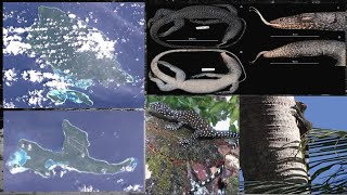 Biawak Ekor Biru Pulau Mussau