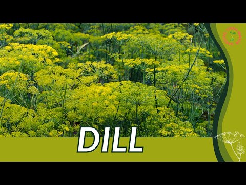 ቪዲዮ: Dill Companion Plants - በዲል አቅራቢያ ስለሚበቅሉ እፅዋት ይወቁ