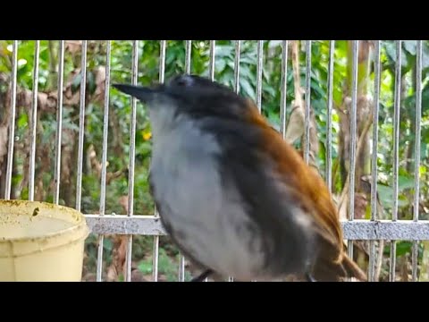 masteran singkat burung sniper