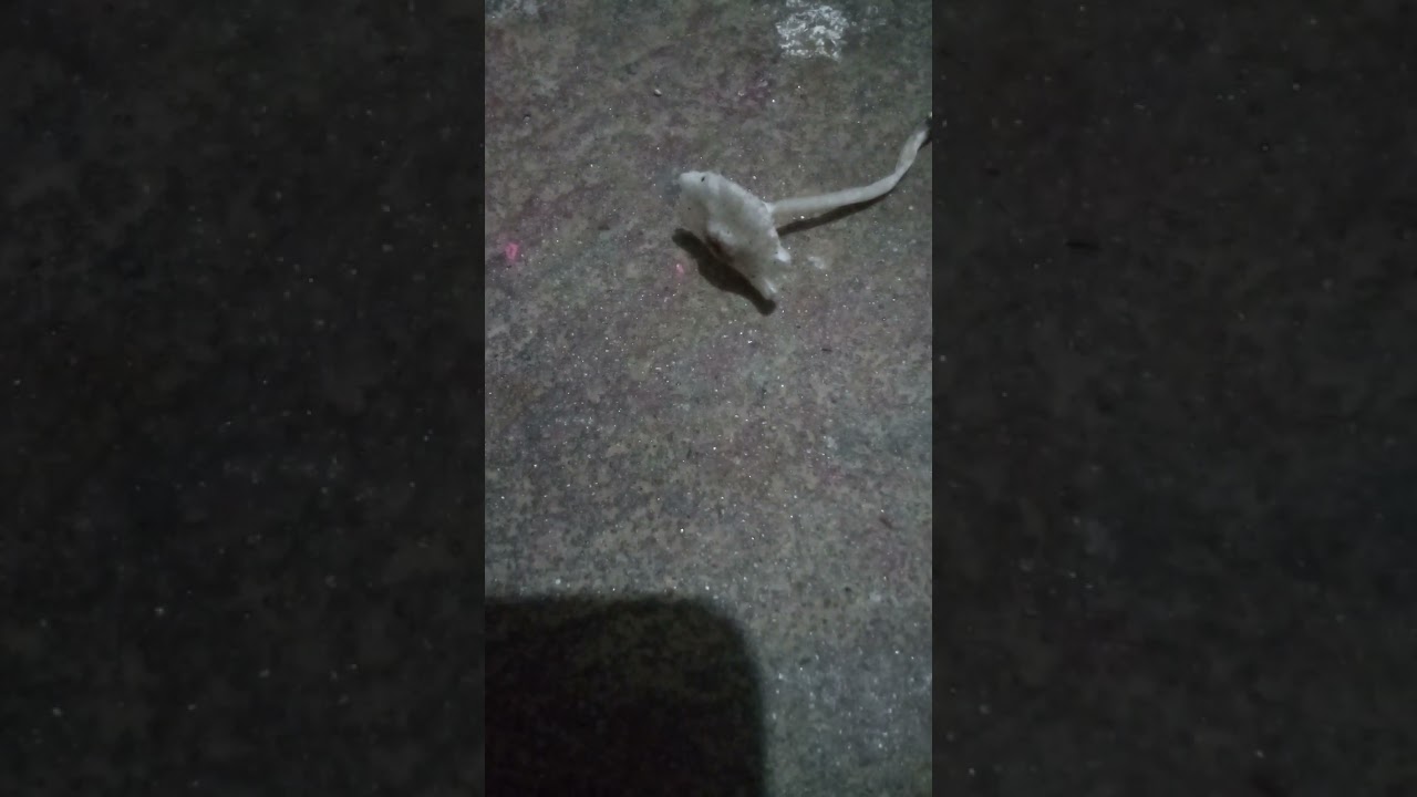 (Leucocoprinus brebissonii) un hongo tóxico