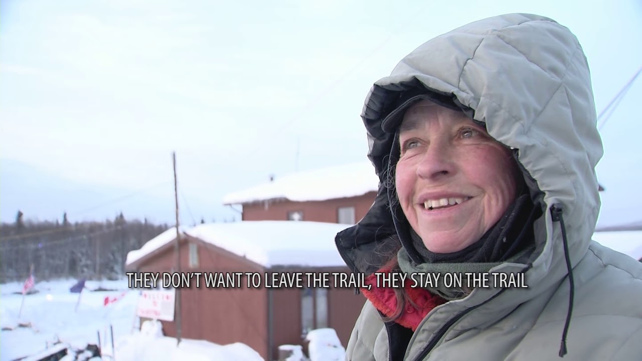 Iditarod 2018 - Musher scares off bison along trail with ax