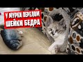 У Мурки перелом шейки бедра / Что говорят ветеринары / Вольер для кошки своими руками