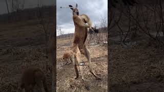What Happens If a Kangaroo Kicks You?