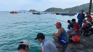Câu Cá Biển | Một Buổi Xem Trực Tiếp Câu Cá Giò Tại Cảng Cá Đại Lãnh | Người Vùng Biển.